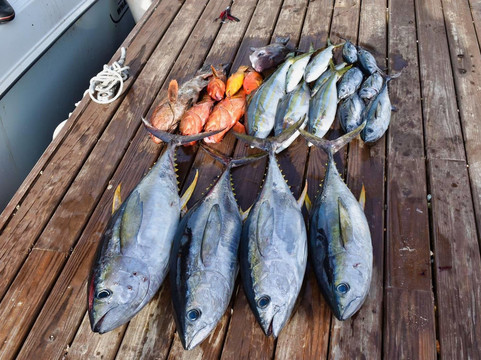 Reel Life Adventures-大开曼岛必去景点