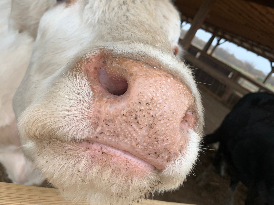 Preston Trail Farms-Gunter必去景点