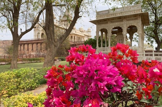 Blue City Guide with Pawan-焦特布尔必去景点