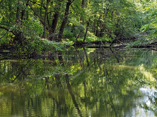 Goldberry Woods主图