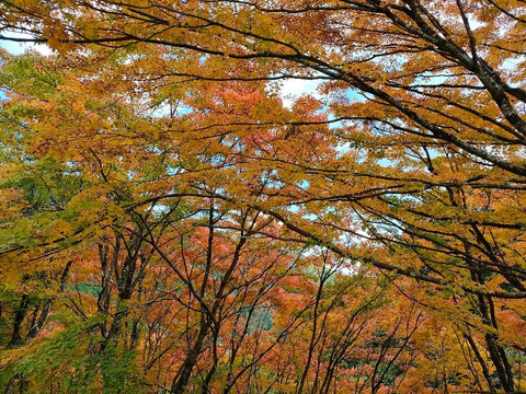 Okutama Shuyu Road-桧原村必去景点
