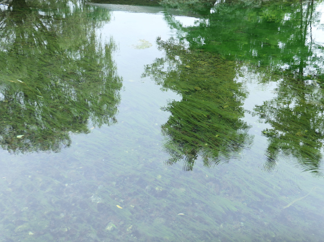 Azumino Wasabida Springs Park景点图片