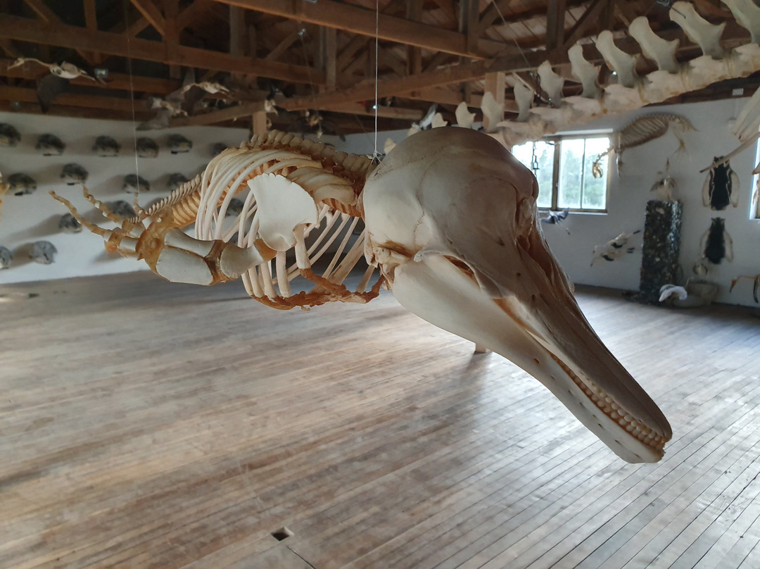 Museo de Historia Natural Río Seco-蓬塔阿雷纳斯必去景点