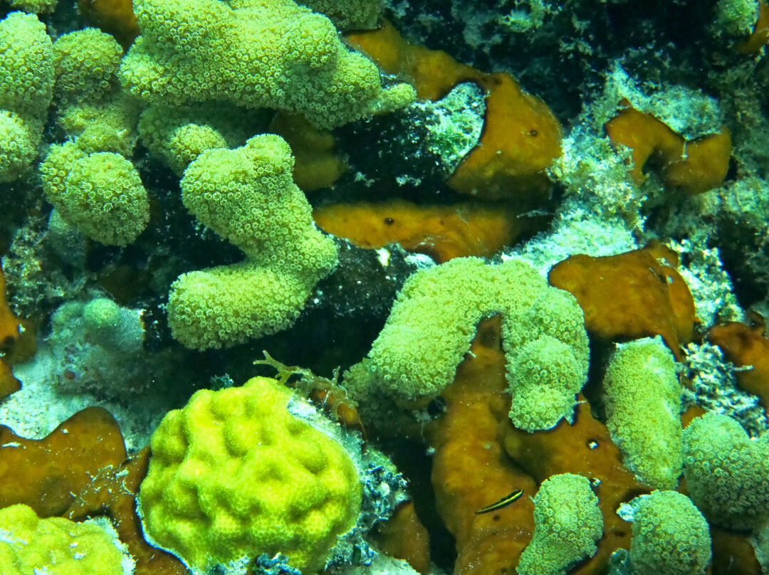 特克斯和凯科斯旅游景点-Smith's Reef