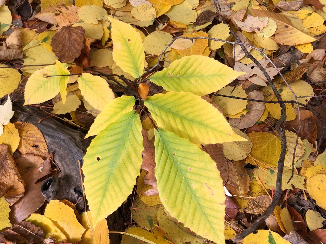 Kancamagus Swift River Inn主图