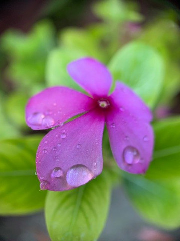 Uepi Island Resort主图