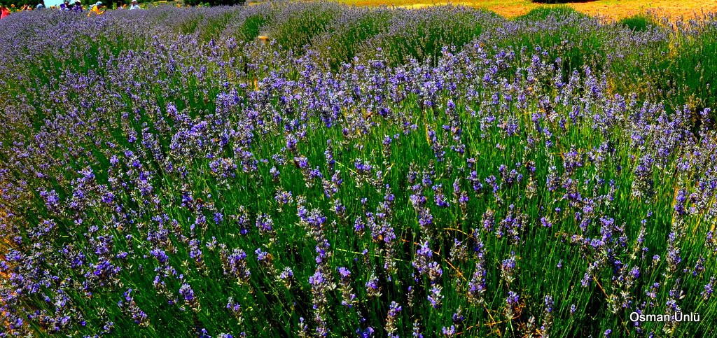Gundogar Lavanta Bahceleri-Acipayam必去景点