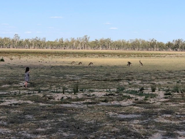 Lake Broadwater Conservation Park景点图片