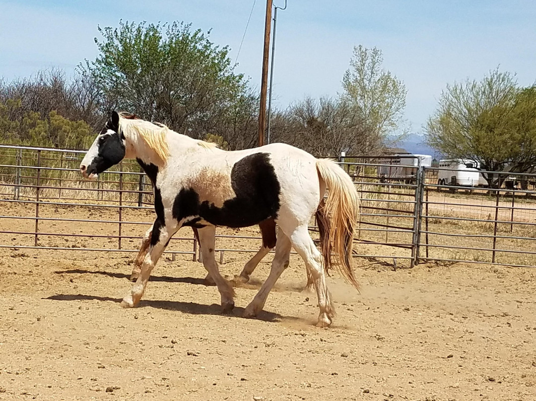 Spencers Rocken Horses