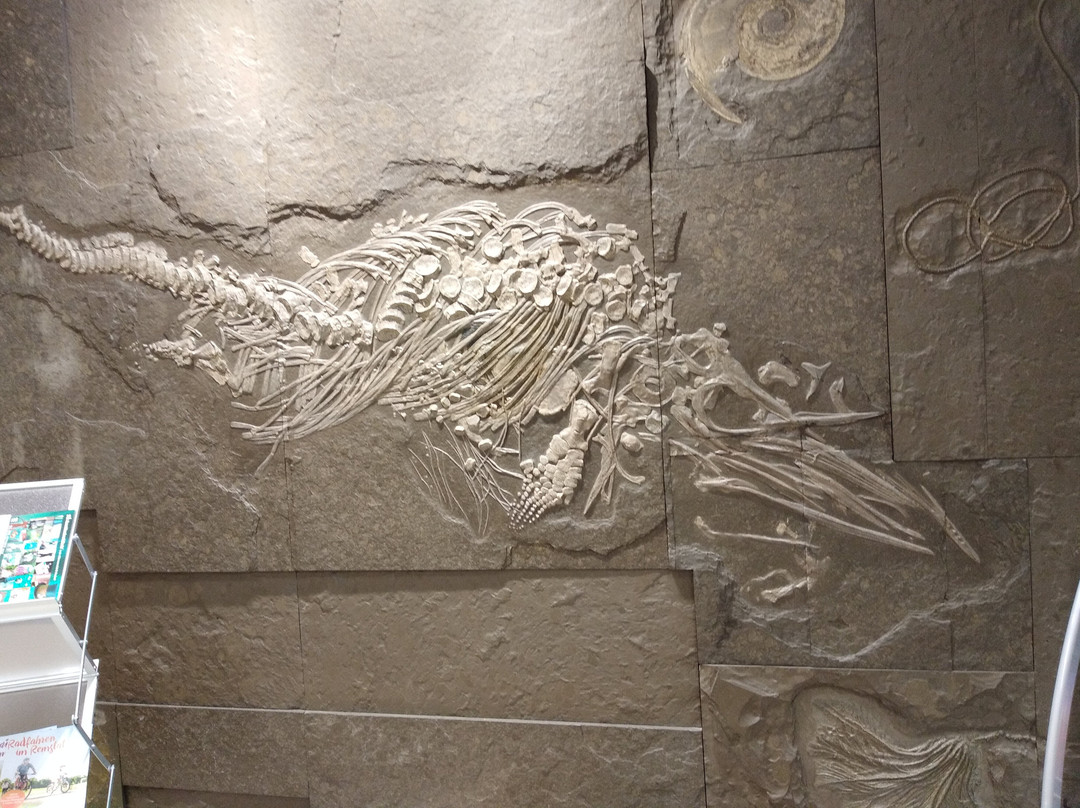 Urweltmuseum Aalen景点图片