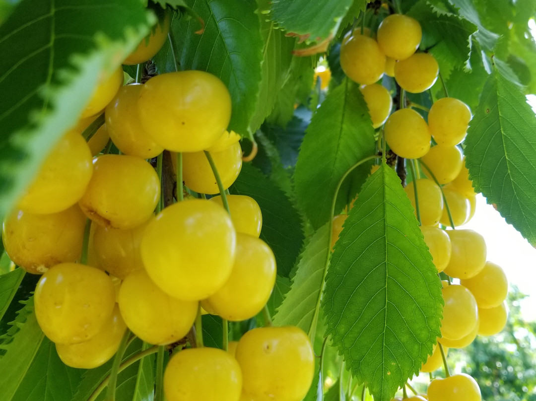 Rennie Orchards景点图片