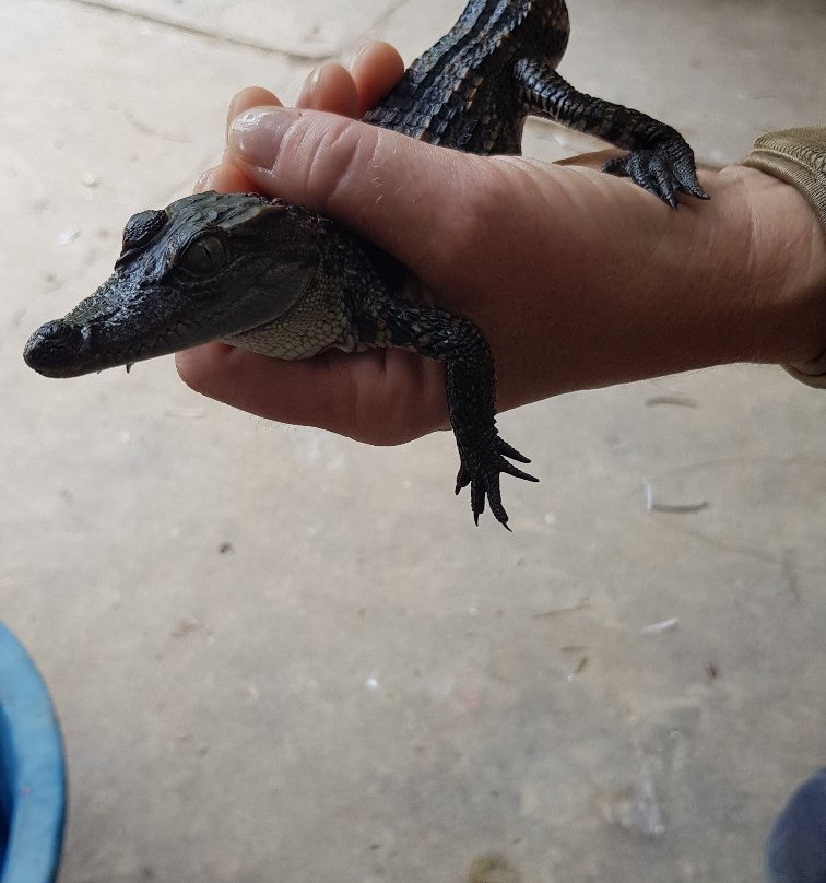 Battambang Crocodile Farm-马德望必去景点