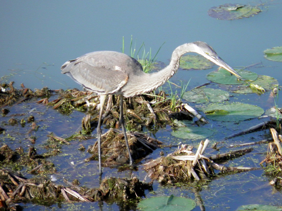 Holiday Beach Conservation Area-阿默斯特堡必去景点