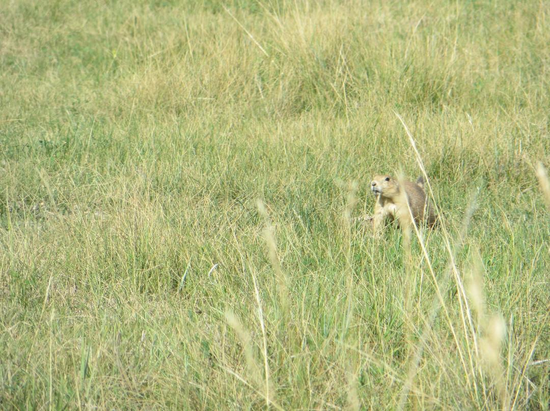 Little Missouri National Grassland景点图片