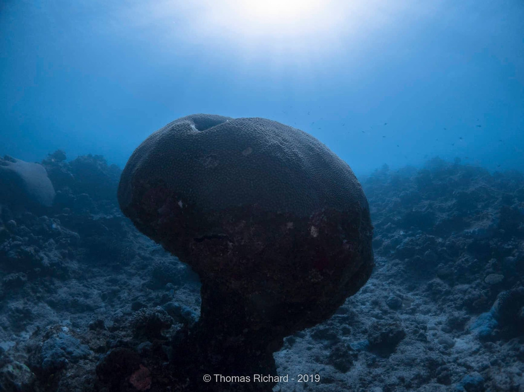 La Foa Plongée-La Foa必去景点