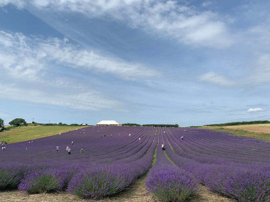 Lordington Lavender景点图片