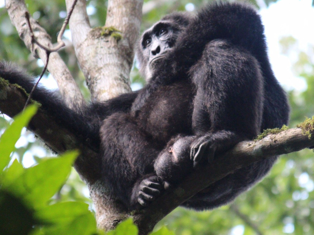 McBern Tours and travel-坎帕拉必去景点