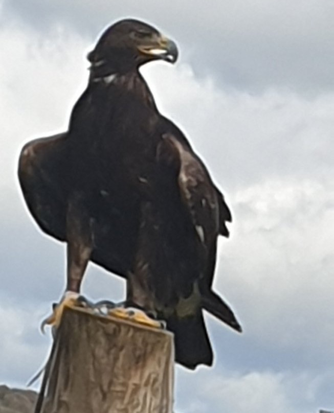 Pembrokeshire Falconry景点图片