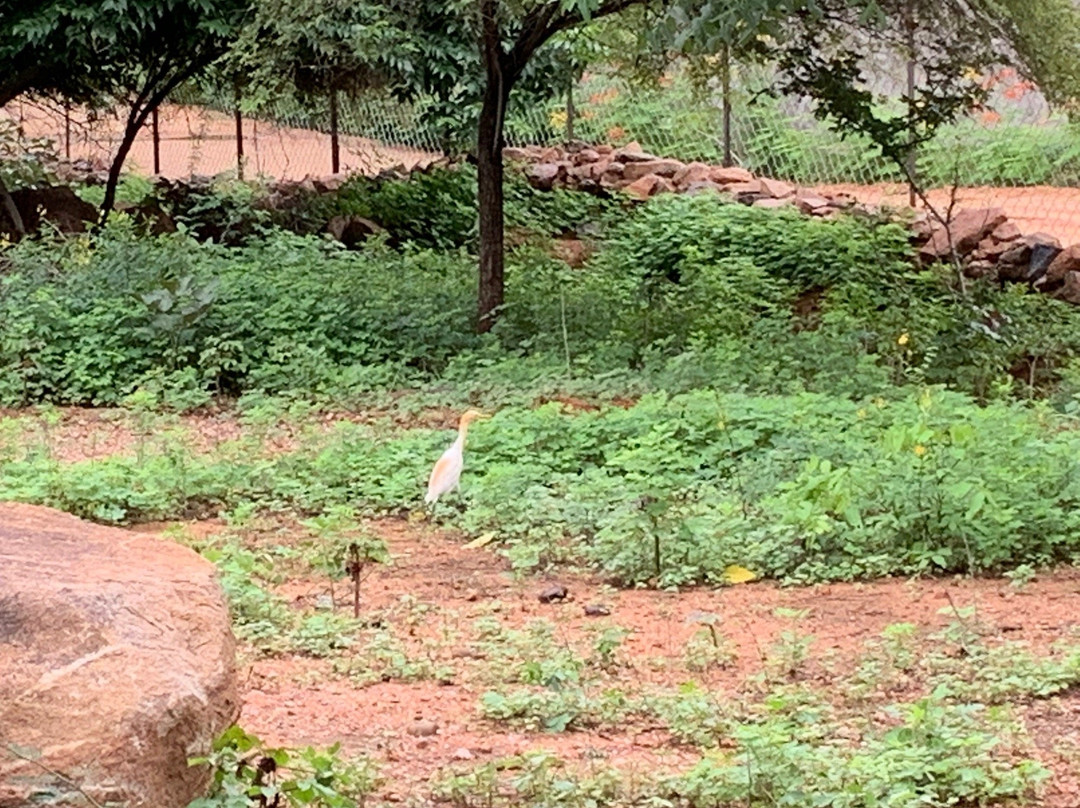 Mahavir Harina Vanasthali National Park景点图片