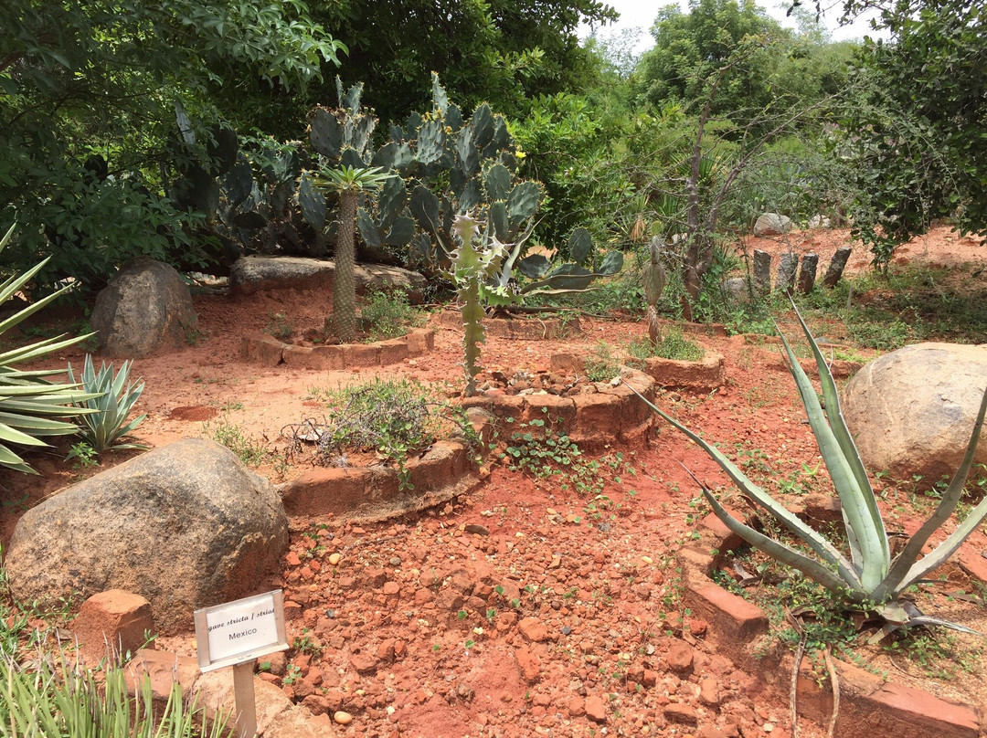 Auroville Botanical Gardens景点图片