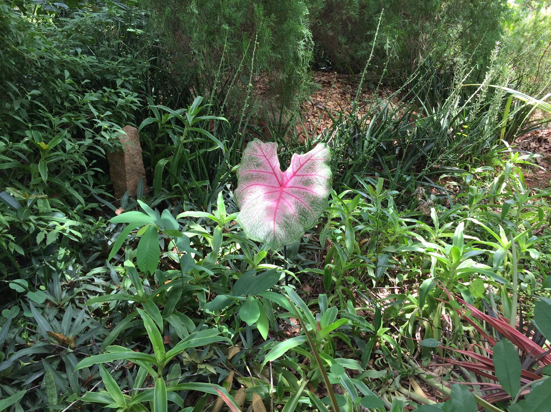 Auroville Botanical Gardens景点图片