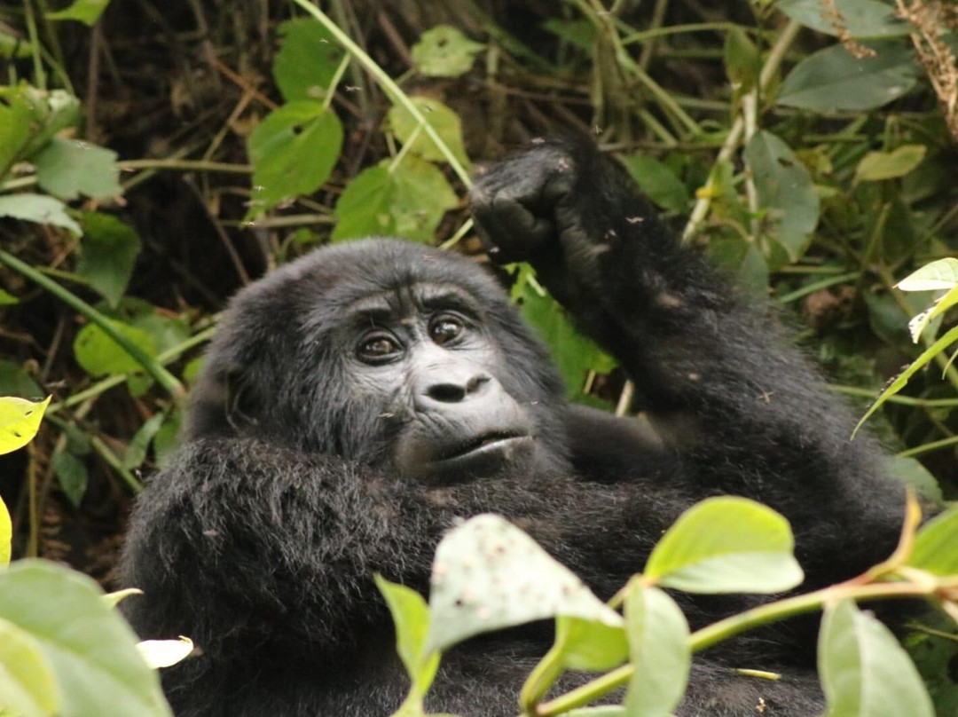 Mountain Gorilla Trekking Tours景点图片