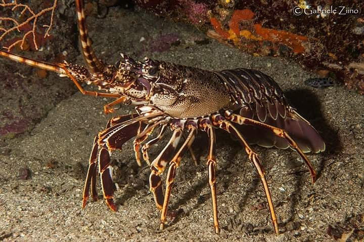 Full Dive-Porto Ercole必去景点