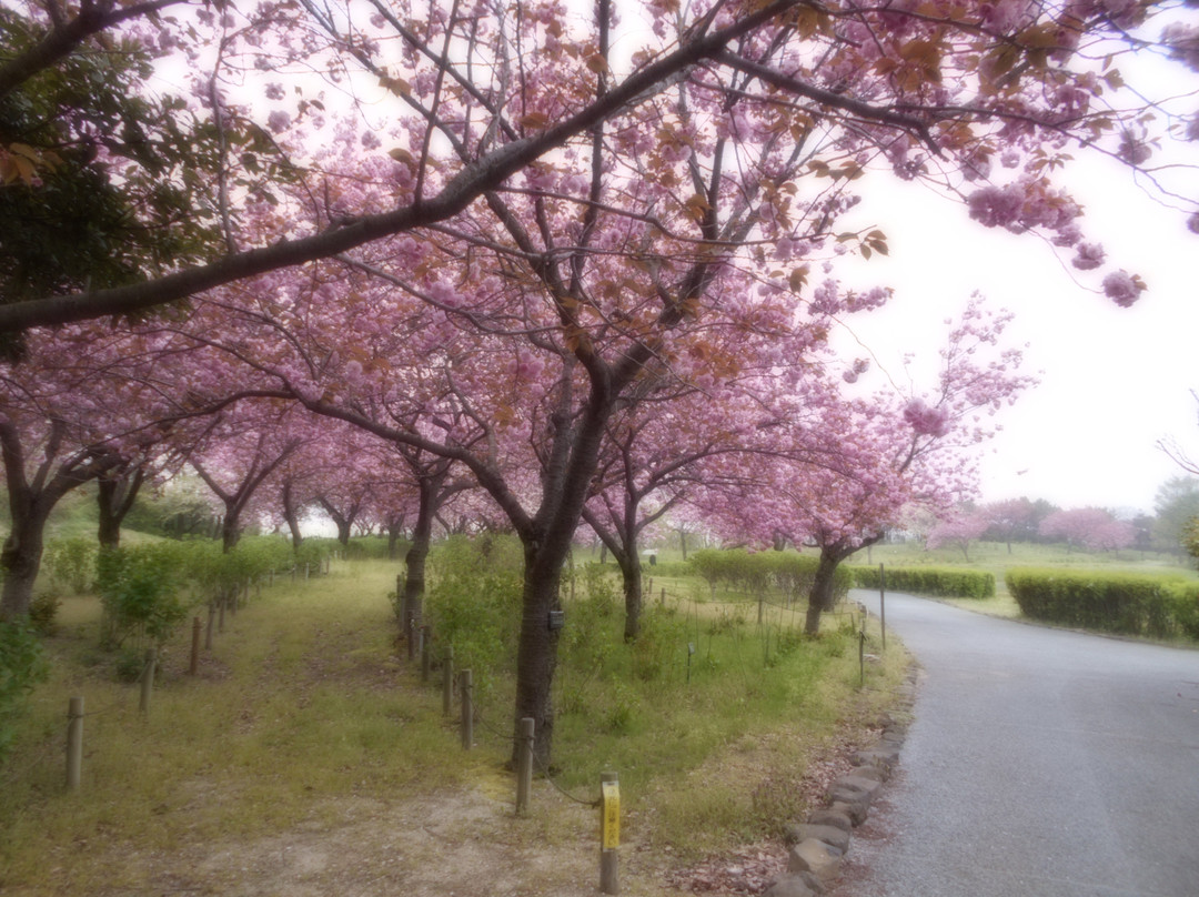 Iimoriyama Park-酒田市必去景点