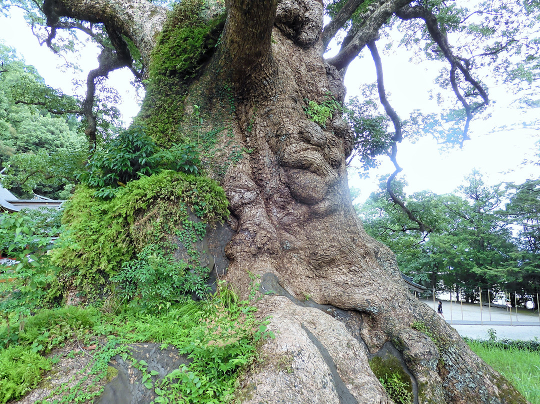 Nihonichi no Kyoju Kamo no Okusu景点图片