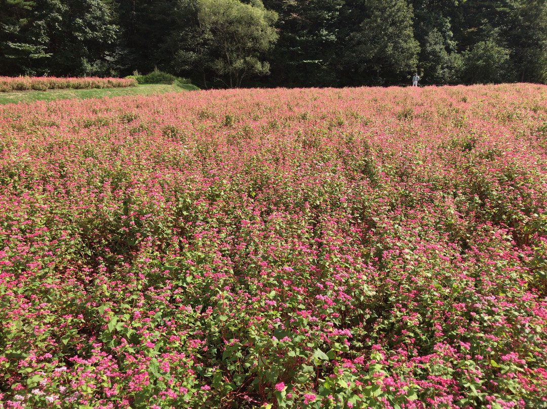 Red Soba Field景点图片