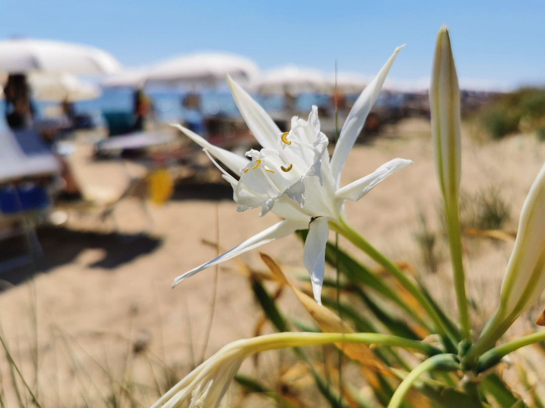 Salve酒店住宿-Gigli Hotel Salento