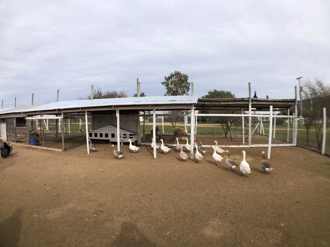 Lecheria Los Maitenes-Marchihue必去景点