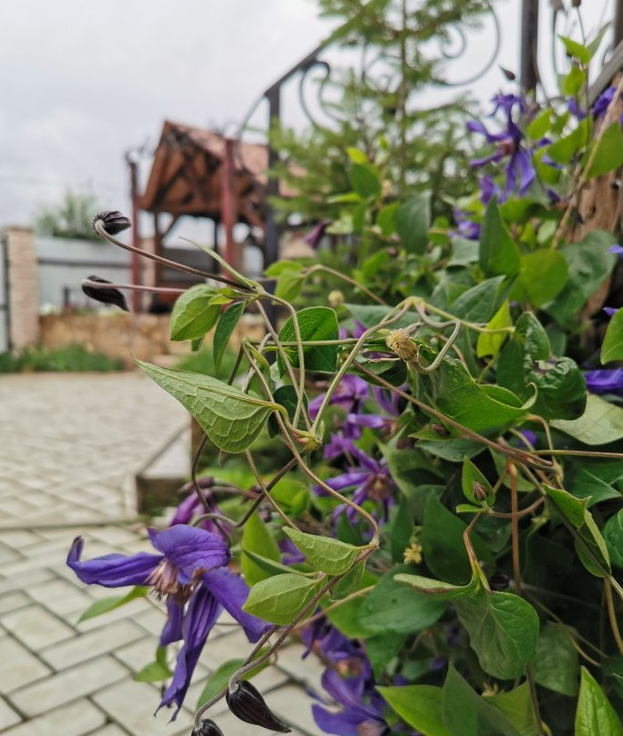 Guest House Iris主图