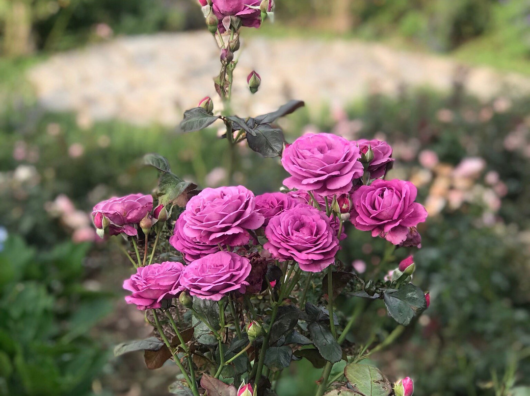 Rose Garden, Solophok景点图片