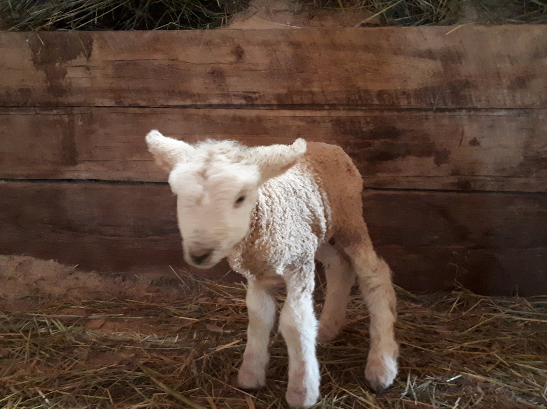 Fenek Farms-Lumsden必去景点