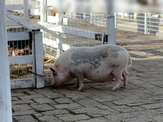 Shiga Blumen Hugel Farm-日野町必去景点