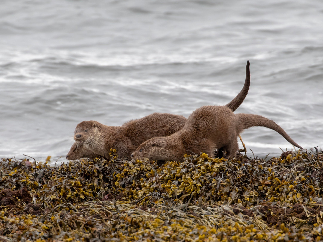 Mull Magic Wildlife - Day Tours景点图片