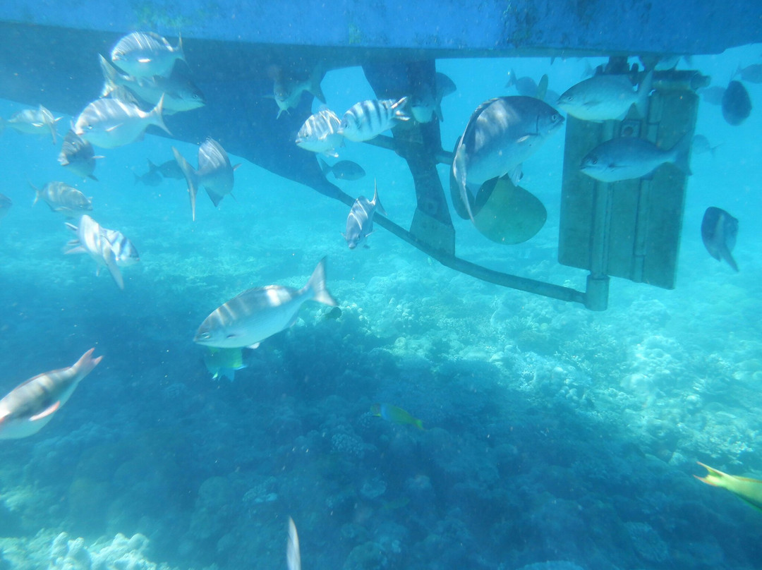 Anijima Seto Undersea Park-小笠原村必去景点