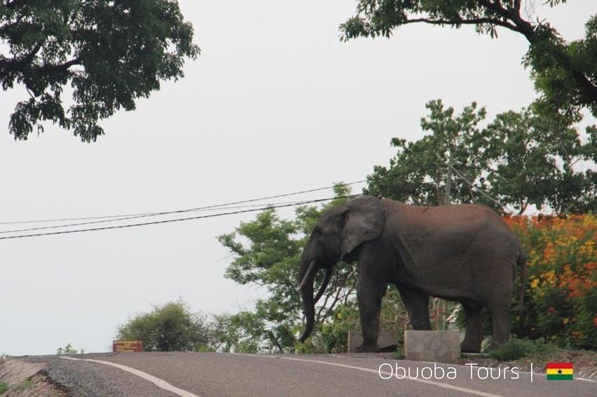 Obuoba Tours景点图片