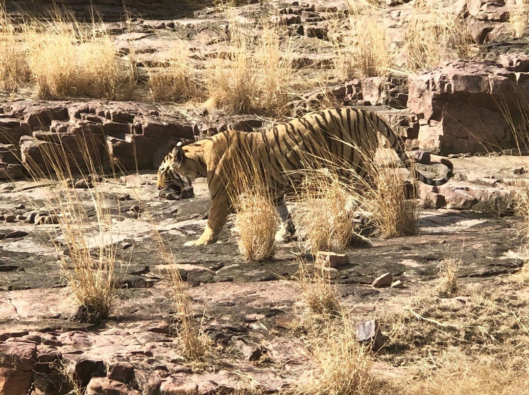 Bagh Travels景点图片