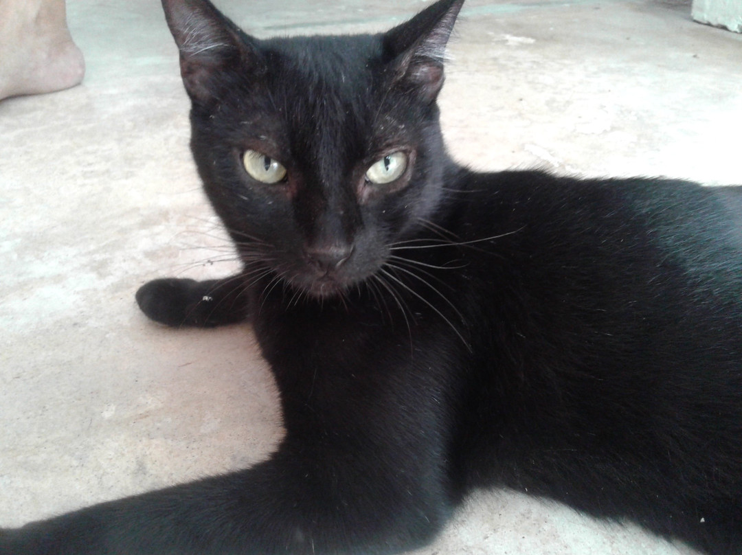 Serenidad Shardon主图