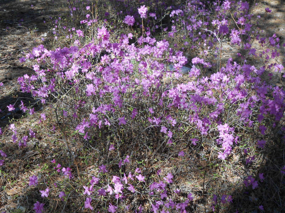 Memory Park-赤塔必去景点