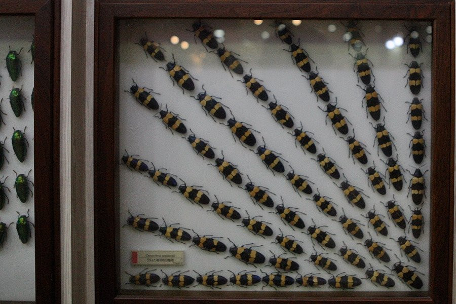 Hampyeong Expo Park - Butterfly Insect Specimen Exhibition hall-咸平郡必去景点