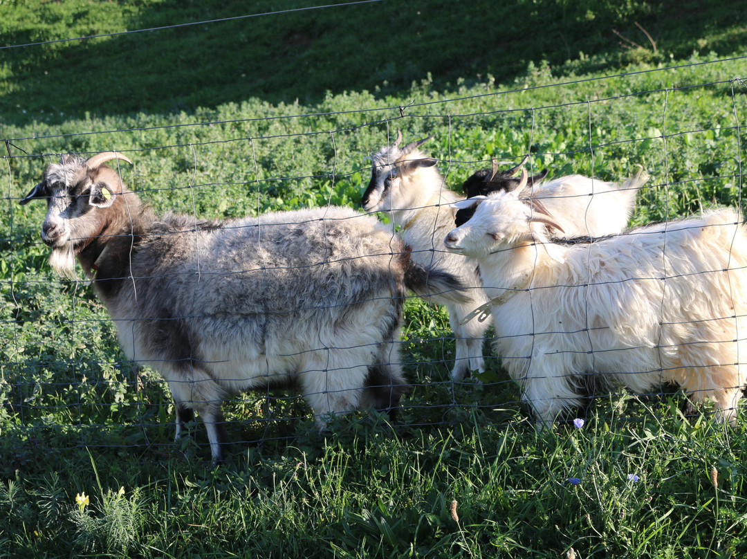 Chianti Cashmere Goat Farm景点图片