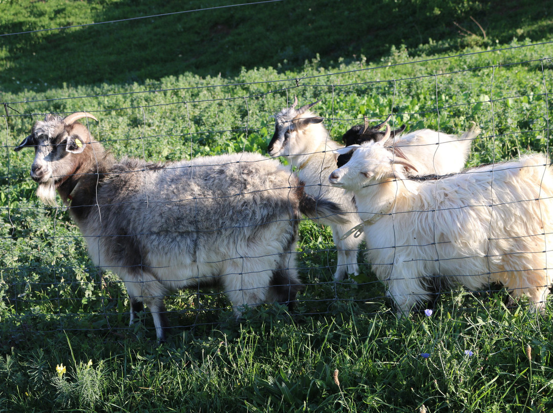 Chianti Cashmere Goat Farm-拉达因基安蒂必去景点