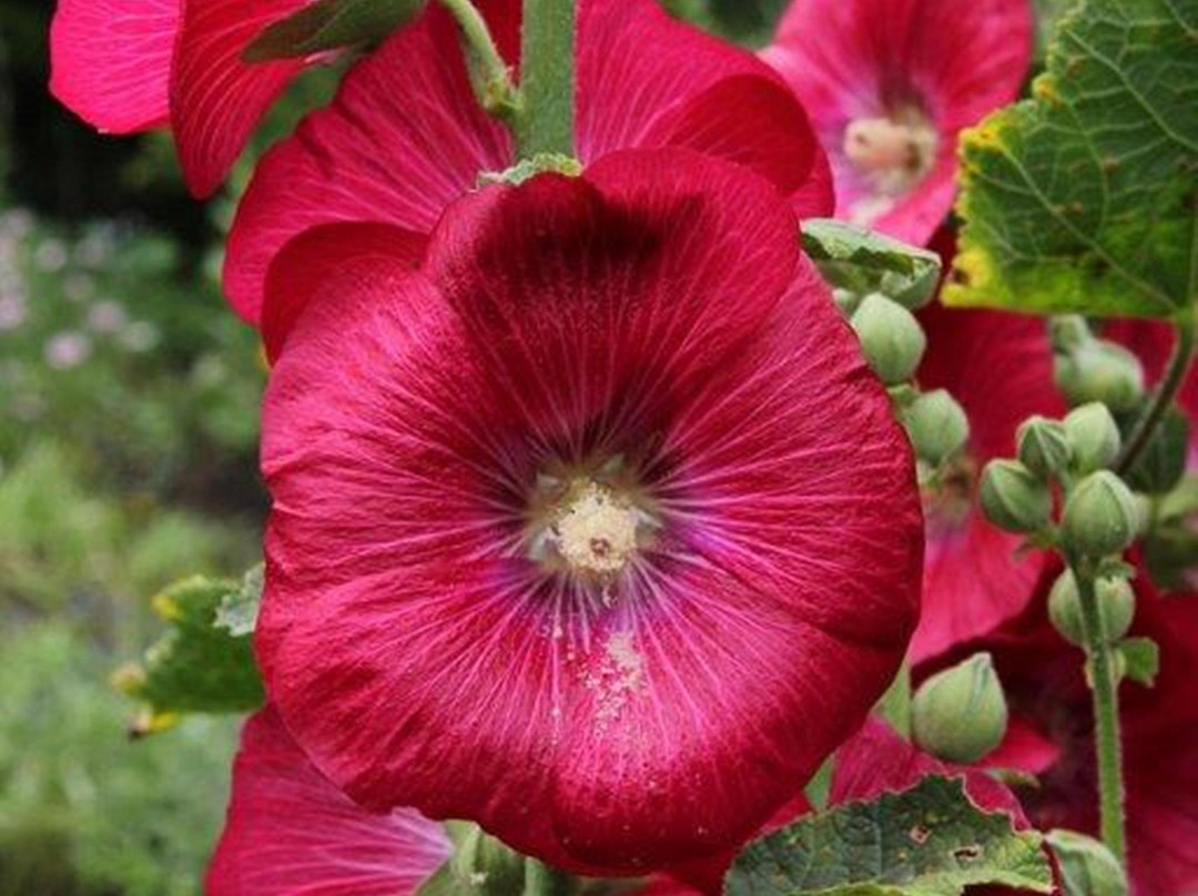 Les Jardins de L'Achillee Millefeuille主图