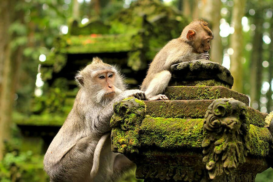 Sangeh Monkey Forest景点图片