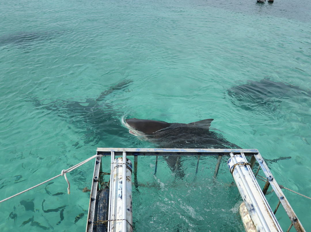 Bimini Bull Run-Bimini必去景点