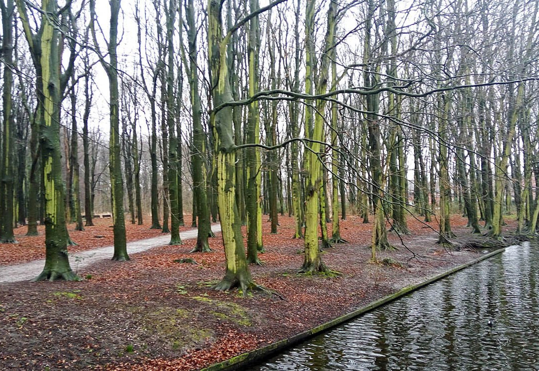 Rijswijkse Bos景点图片