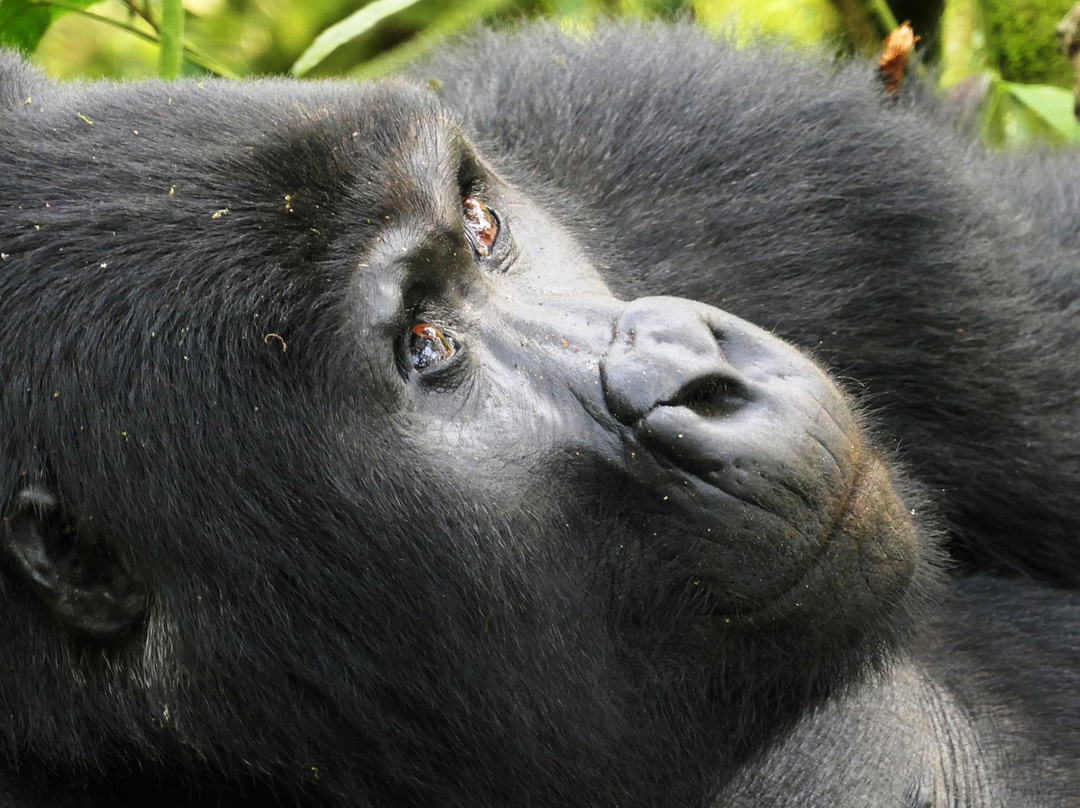 Destinations African Gorilla Limited-卡巴莱必去景点